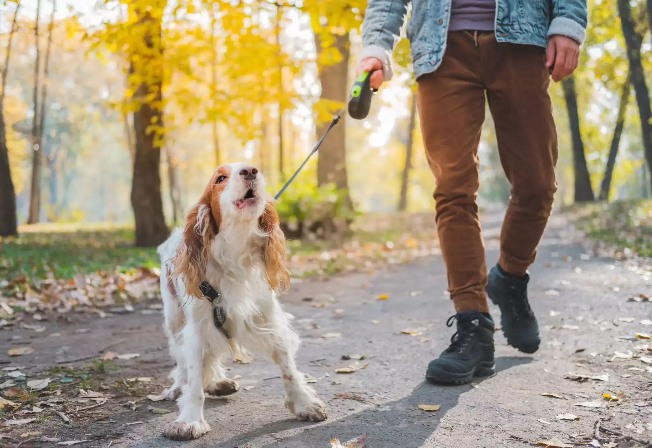 Ferocious dog is barking while he is coming with his owner